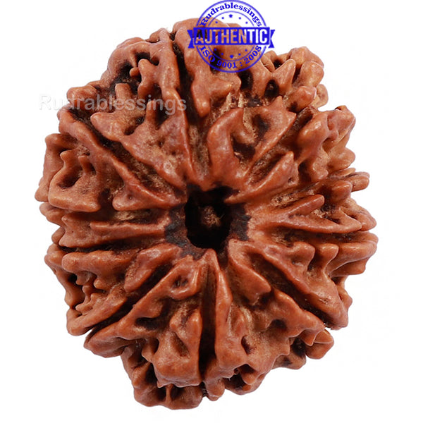 10 Mukhi Nepalese Rudraksha - Bead No 19