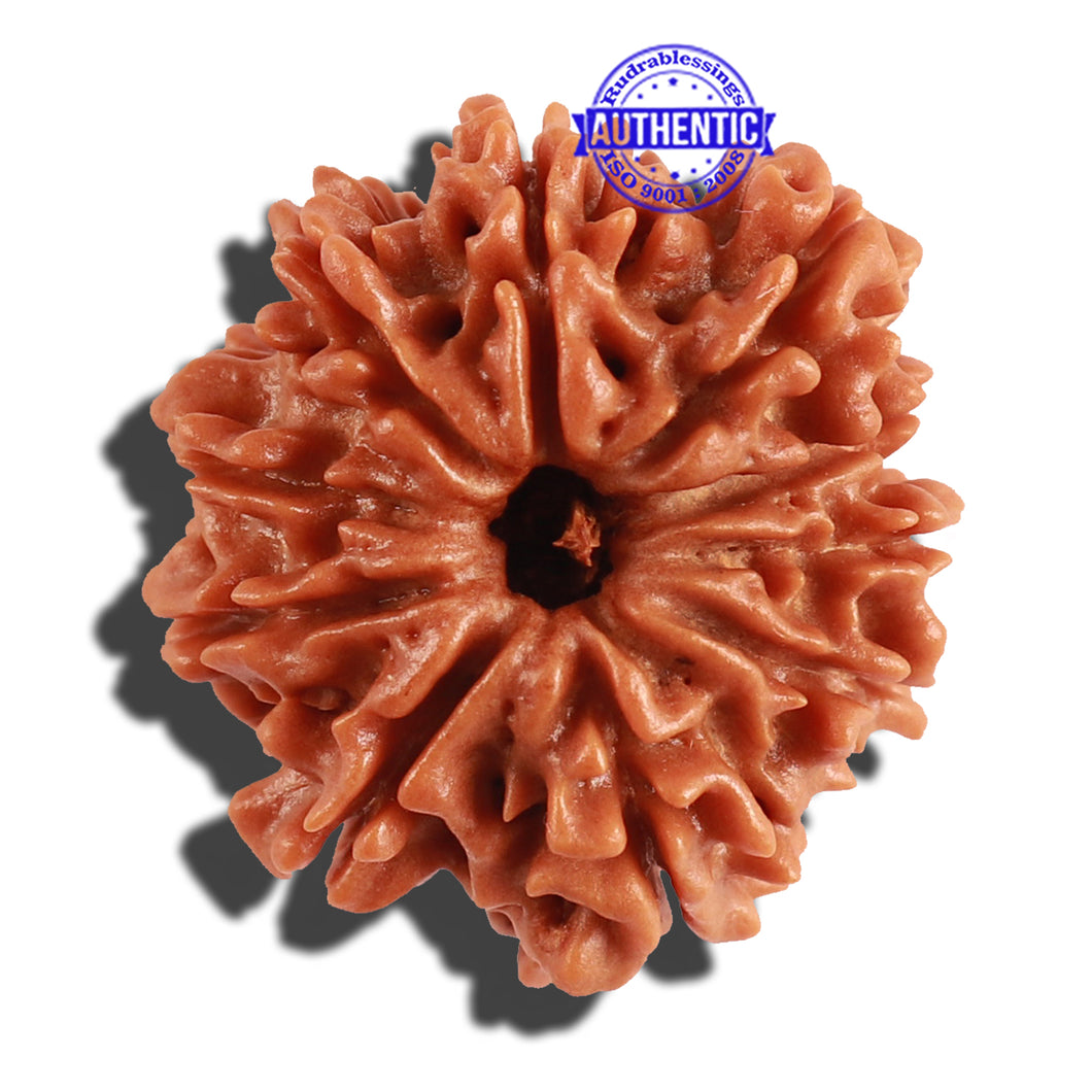 10 Mukhi Nepalese Rudraksha - Bead No 216