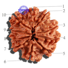 Load image into Gallery viewer, 10 Mukhi Nepalese Rudraksha - Bead No 216
