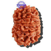 Load image into Gallery viewer, 10 Mukhi Nepalese Rudraksha - Bead No 216
