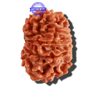 10 Mukhi Nepalese Rudraksha - Bead No 216