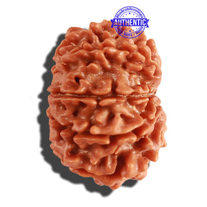 10 Mukhi Nepalese Rudraksha - Bead No 216