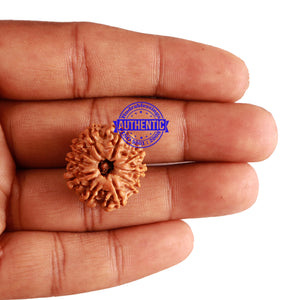 10 Mukhi Nepalese Rudraksha - Bead No. 226