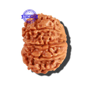 10 Mukhi Nepalese Rudraksha - Bead No. 226