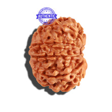 Load image into Gallery viewer, 10 Mukhi Nepalese Rudraksha - Bead No. 226
