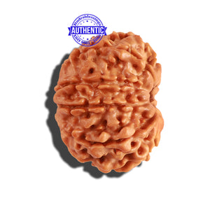 10 Mukhi Nepalese Rudraksha - Bead No. 226