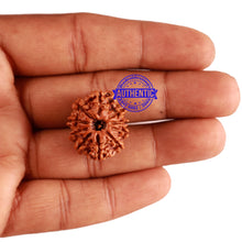 Load image into Gallery viewer, 10 Mukhi Nepalese Rudraksha - Bead No. 230
