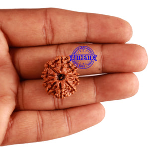 10 Mukhi Nepalese Rudraksha - Bead No. 230