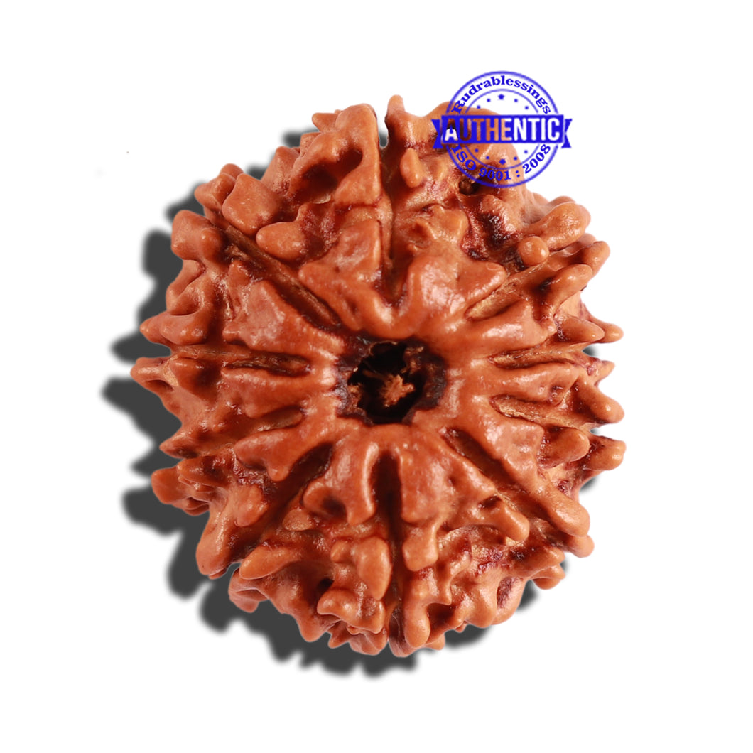 10 Mukhi Nepalese Rudraksha - Bead No. 230