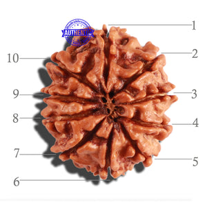 10 Mukhi Nepalese Rudraksha - Bead No. 230