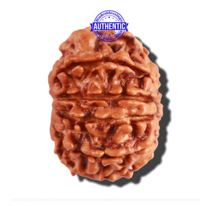 10 Mukhi Nepalese Rudraksha - Bead No. 230