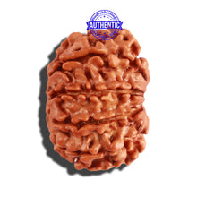 Load image into Gallery viewer, 10 Mukhi Nepalese Rudraksha - Bead No. 230
