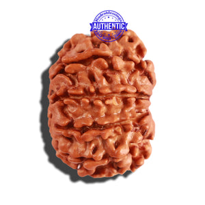 10 Mukhi Nepalese Rudraksha - Bead No. 230