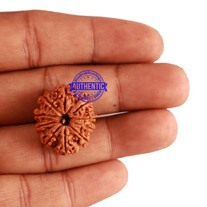 10 Mukhi Nepalese Rudraksha - Bead No. 231