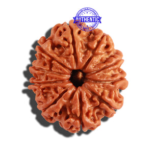 10 Mukhi Nepalese Rudraksha - Bead No. 231