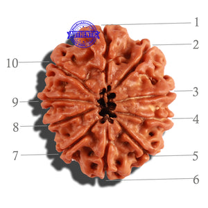 10 Mukhi Nepalese Rudraksha - Bead No. 231