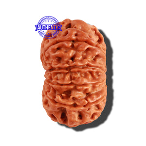 10 Mukhi Nepalese Rudraksha - Bead No. 231