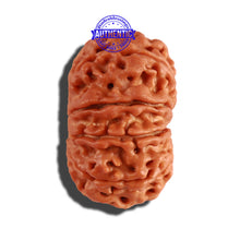 Load image into Gallery viewer, 10 Mukhi Nepalese Rudraksha - Bead No. 231
