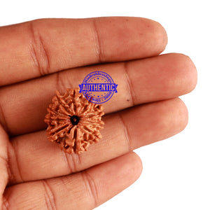 10 Mukhi Nepalese Rudraksha - Bead No. 233