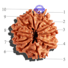 Load image into Gallery viewer, 10 Mukhi Nepalese Rudraksha - Bead No. 233
