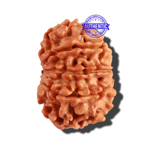 10 Mukhi Nepalese Rudraksha - Bead No. 233