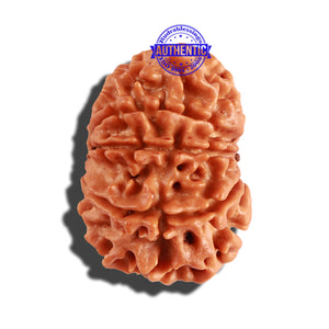 10 Mukhi Nepalese Rudraksha - Bead No. 233