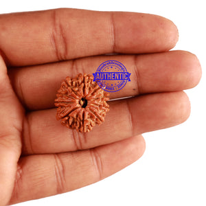 10 Mukhi Nepalese Rudraksha - Bead No. 237