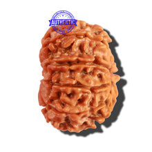 Load image into Gallery viewer, 10 Mukhi Nepalese Rudraksha - Bead No. 237
