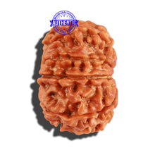 Load image into Gallery viewer, 10 Mukhi Nepalese Rudraksha - Bead No. 237
