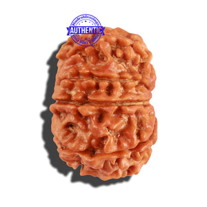 10 Mukhi Nepalese Rudraksha - Bead No. 237