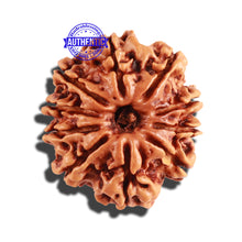 Load image into Gallery viewer, 10 Mukhi Nepalese Rudraksha - Bead No. 255
