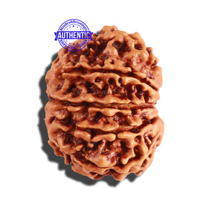 10 Mukhi Nepalese Rudraksha - Bead No. 255