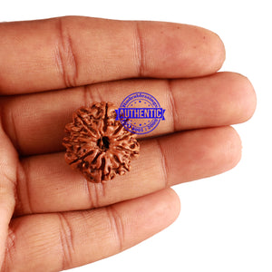 10 Mukhi Nepalese Rudraksha - Bead No. 257