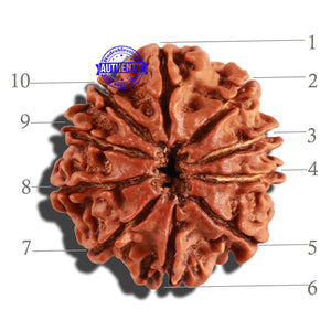 10 Mukhi Nepalese Rudraksha - Bead No. 257