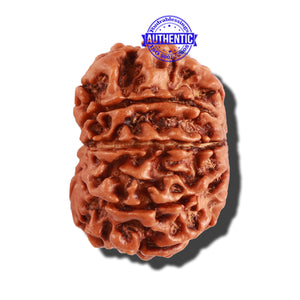 10 Mukhi Nepalese Rudraksha - Bead No. 257