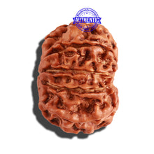 Load image into Gallery viewer, 10 Mukhi Nepalese Rudraksha - Bead No. 257
