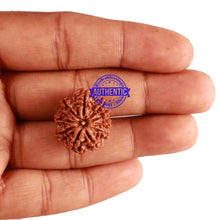 Load image into Gallery viewer, 10 Mukhi Nepalese Rudraksha - Bead No. 260
