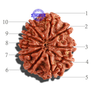 10 Mukhi Nepalese Rudraksha - Bead No. 260