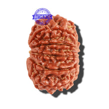 Load image into Gallery viewer, 10 Mukhi Nepalese Rudraksha - Bead No. 260
