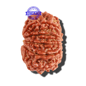 10 Mukhi Nepalese Rudraksha - Bead No. 260