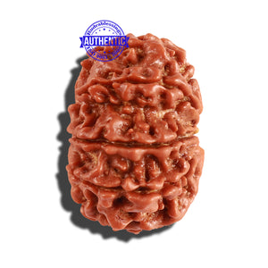 10 Mukhi Nepalese Rudraksha - Bead No. 260