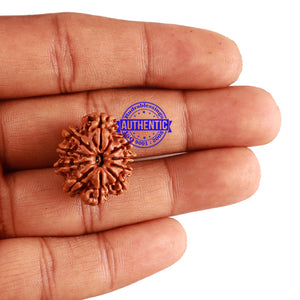 10 Mukhi Nepalese Rudraksha - Bead No. 261