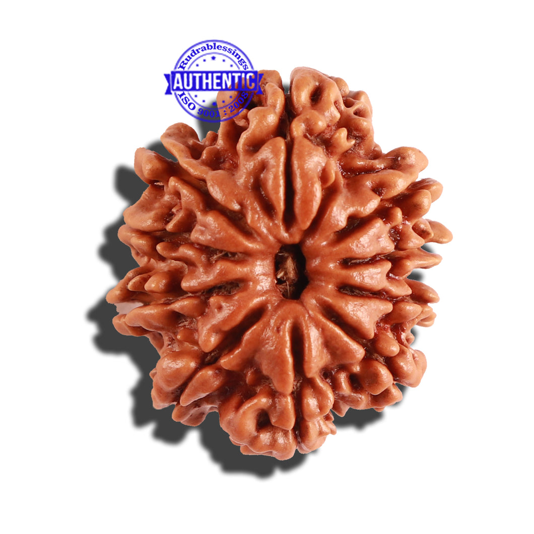 10 Mukhi Nepalese Rudraksha - Bead No. 261