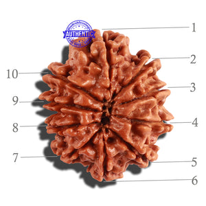 10 Mukhi Nepalese Rudraksha - Bead No. 261