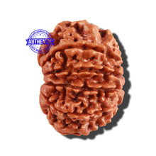 Load image into Gallery viewer, 10 Mukhi Nepalese Rudraksha - Bead No. 261
