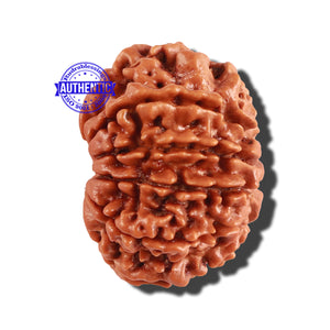 10 Mukhi Nepalese Rudraksha - Bead No. 261