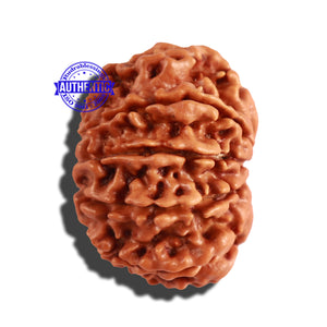 10 Mukhi Nepalese Rudraksha - Bead No. 261