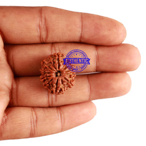 10 Mukhi Nepalese Rudraksha - Bead No. 264