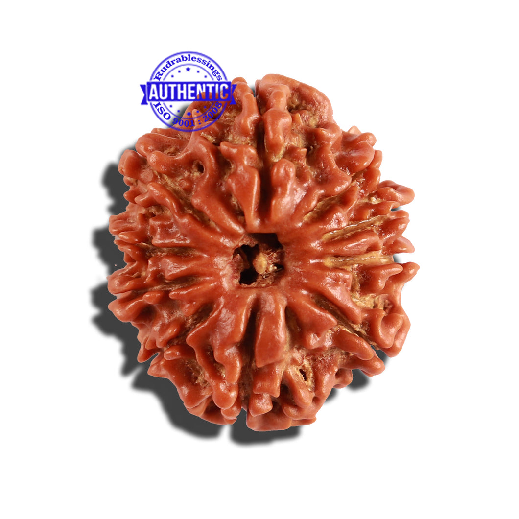 10 Mukhi Nepalese Rudraksha - Bead No. 264