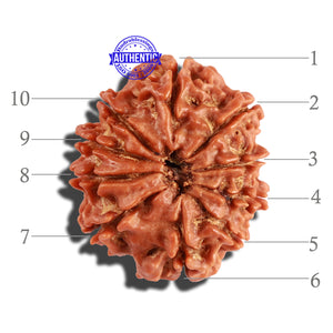 10 Mukhi Nepalese Rudraksha - Bead No. 264